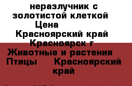 неразлучник с золотистой клеткой › Цена ­ 2 600 - Красноярский край, Красноярск г. Животные и растения » Птицы   . Красноярский край